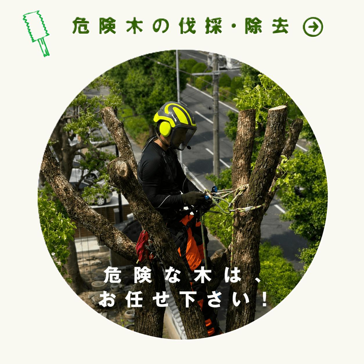 危険木の伐採・除去　危険な木はお任せください